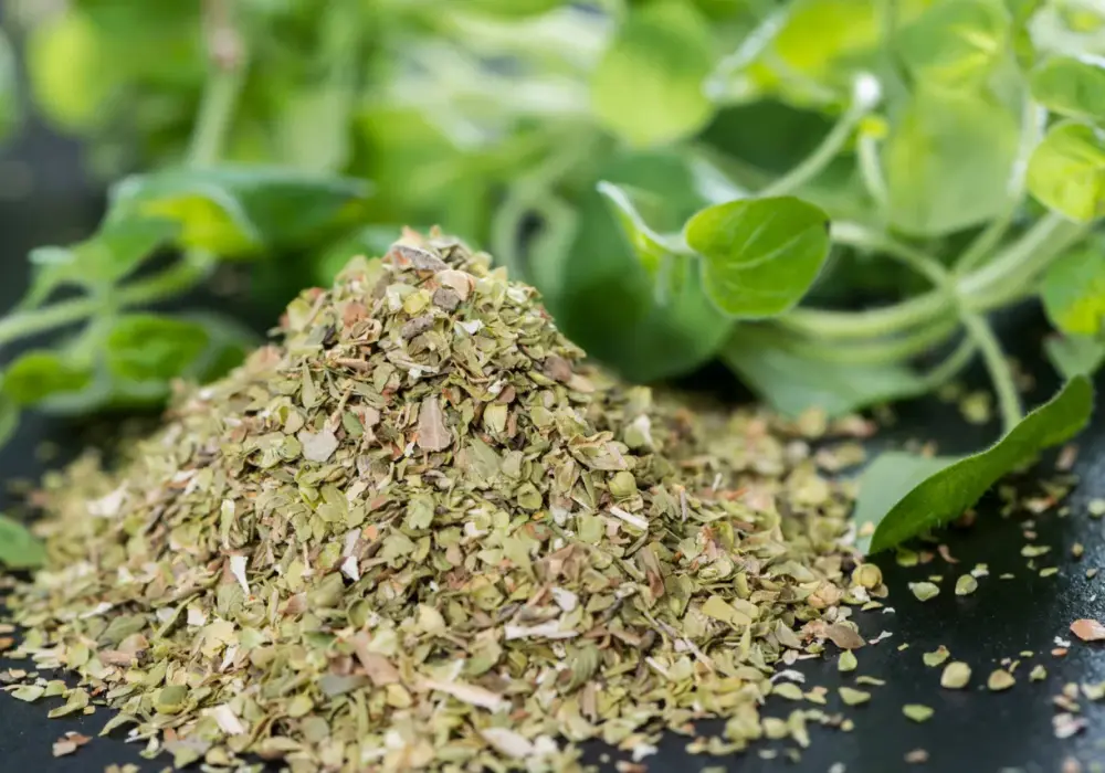 Świeże oregano do czego pasuje? Odkryj jego najlepsze zastosowania w kuchni