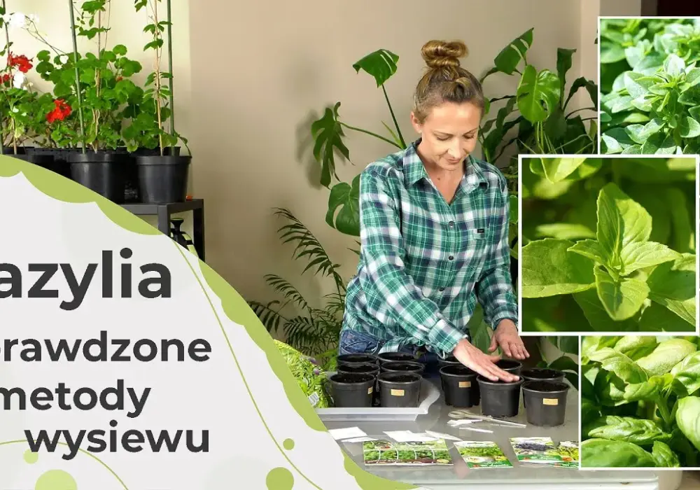 Jak siać bazylię: proste metody i sekrety udanego siewu
