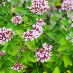 Jak odróżnić oregano a majeranek - kluczowe różnice i smaki