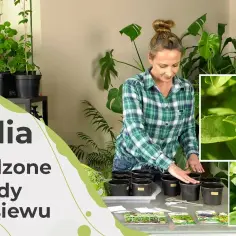 Jak siać bazylię: proste metody i sekrety udanego siewu