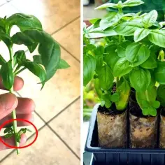 Jak hodować bazylię w domu - proste sposoby na udaną uprawę